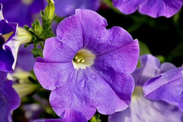 flower at Delta Junction